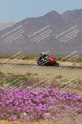 media/Feb-04-2023-SoCal Trackdays (Sat) [[8a776bf2c3]]/Turn 15 Inside Blooming (1050am)/